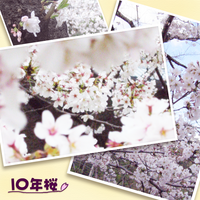 10nen Sakura - Wikipedia